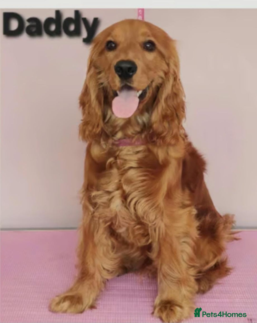 Cocker Spaniel dogs for sale: Health tested Cocker spaniel puppies - Image 8