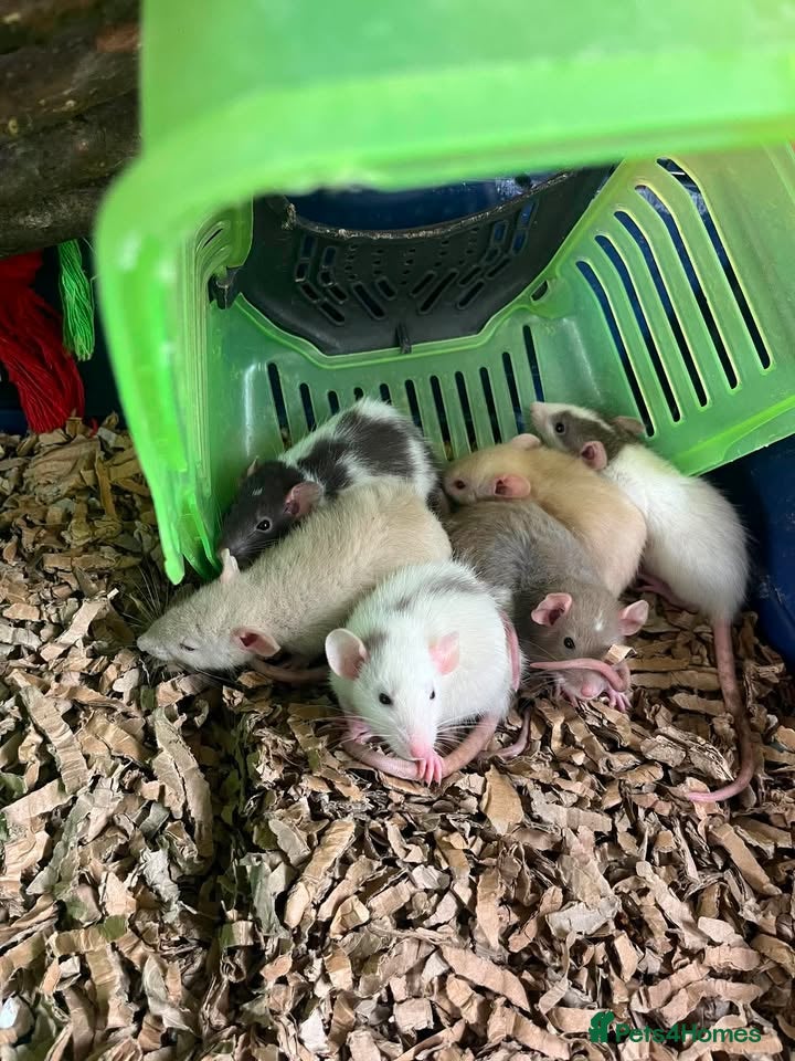 Guinea Pig rodents Rats and Budgies for sale - Advert 2