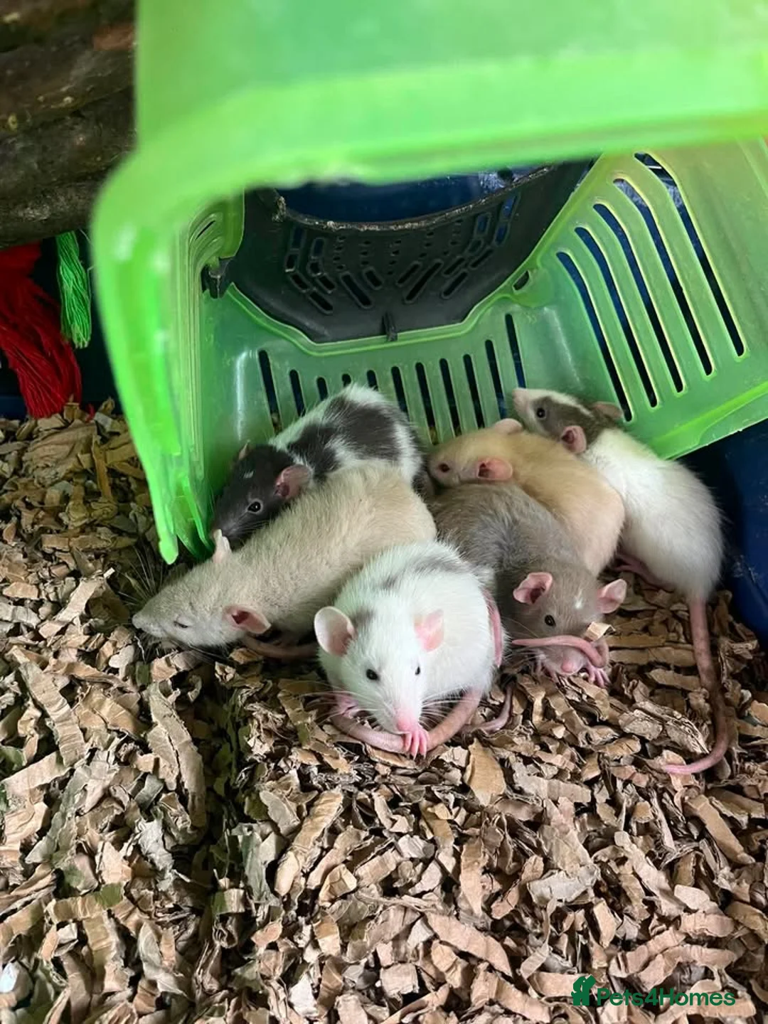 Guinea Pig rodents for sale: Rats and Budgies for sale - Advert 1