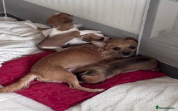 Jack Chi dogs for sale: Jack-chi puppies - Advert 15