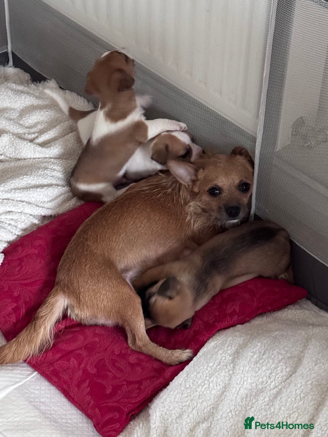 Jack Chi dogs for sale: Jack-chi puppies - Advert 15