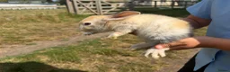 Mixed Breed rabbits for sale: Lovely litter of mixed breed rabbits  - Advert 3