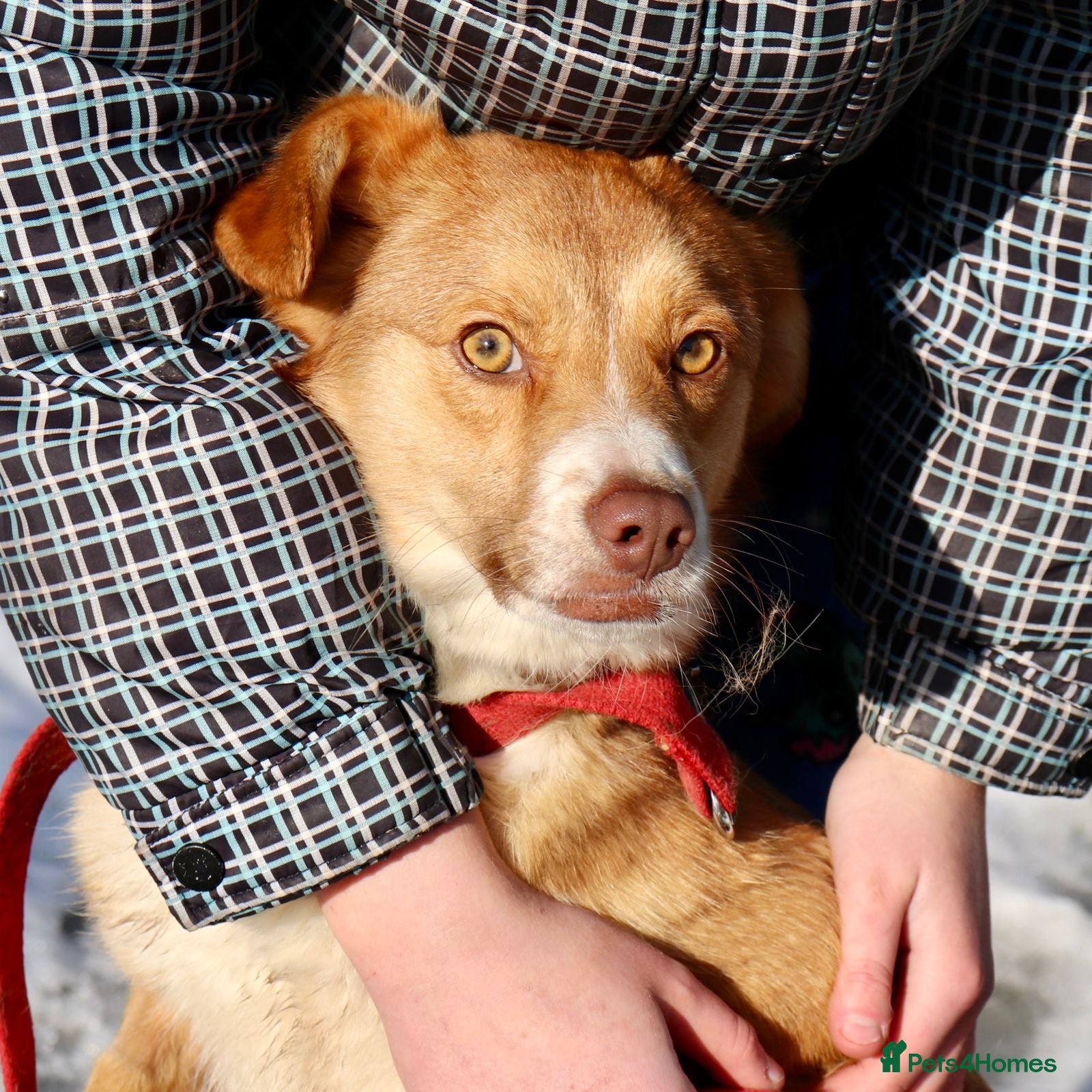 Mixed Breed dogs 💙RED💙- 1yo boy sparkling with love and life  - Advert 1