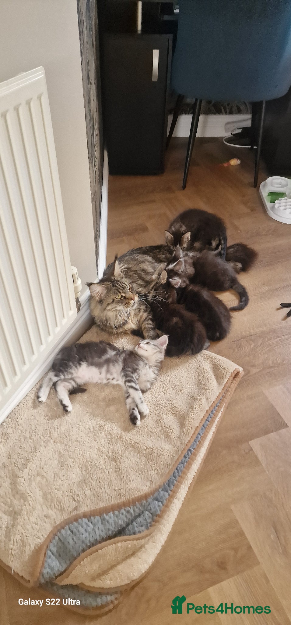 Maine Coon cats Pure Maine coon kittens - Advert 2