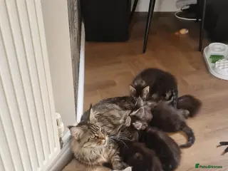 Maine Coon cats Pure Maine coon kittens - Advert 2