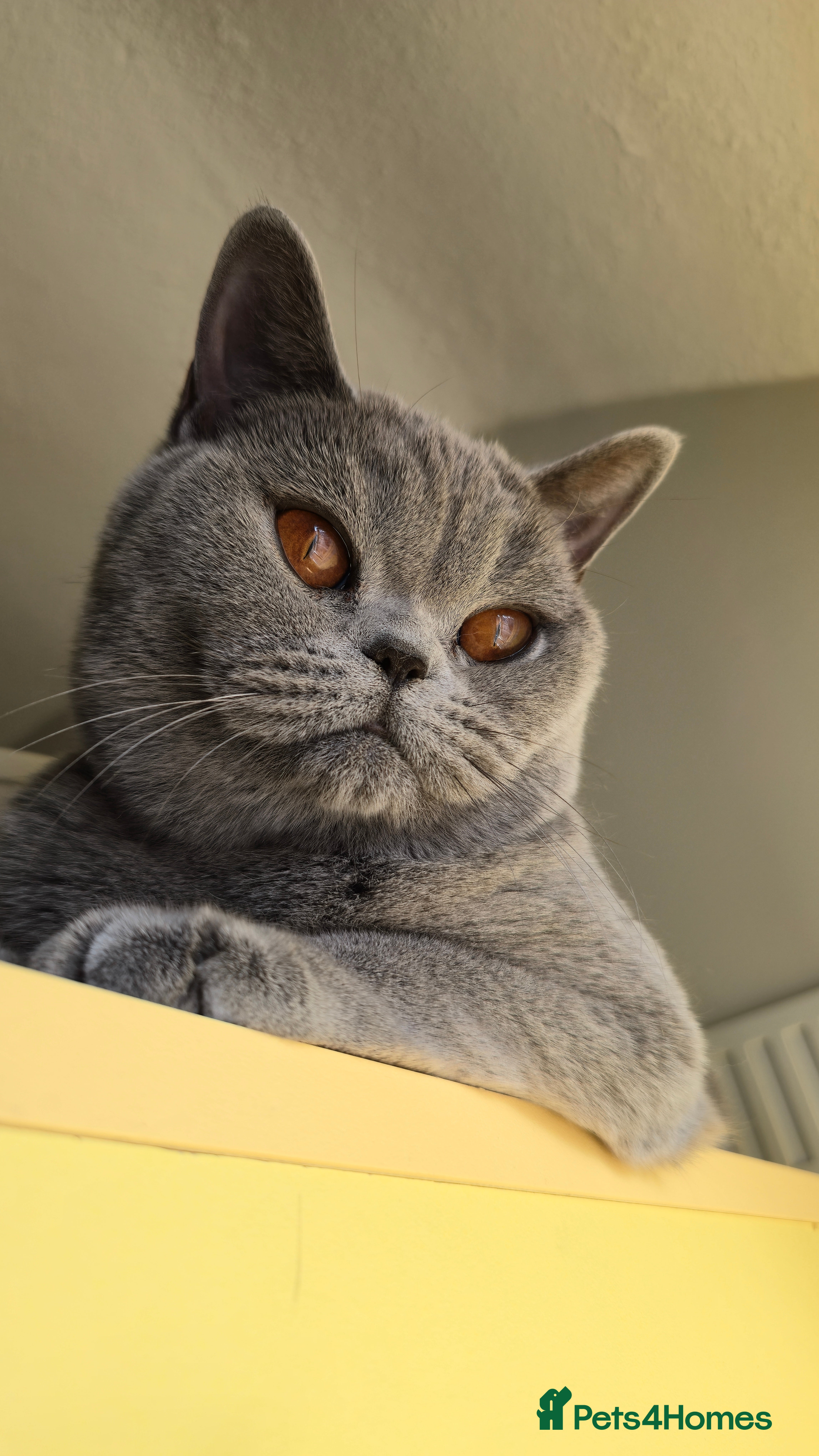 British Shorthair cats Proven BSH Blue Queen – GCCF & TICA Active - Advert 3