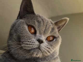 British Shorthair cats Stunning GCCF&TICA Active BSH Queen - Advert 3