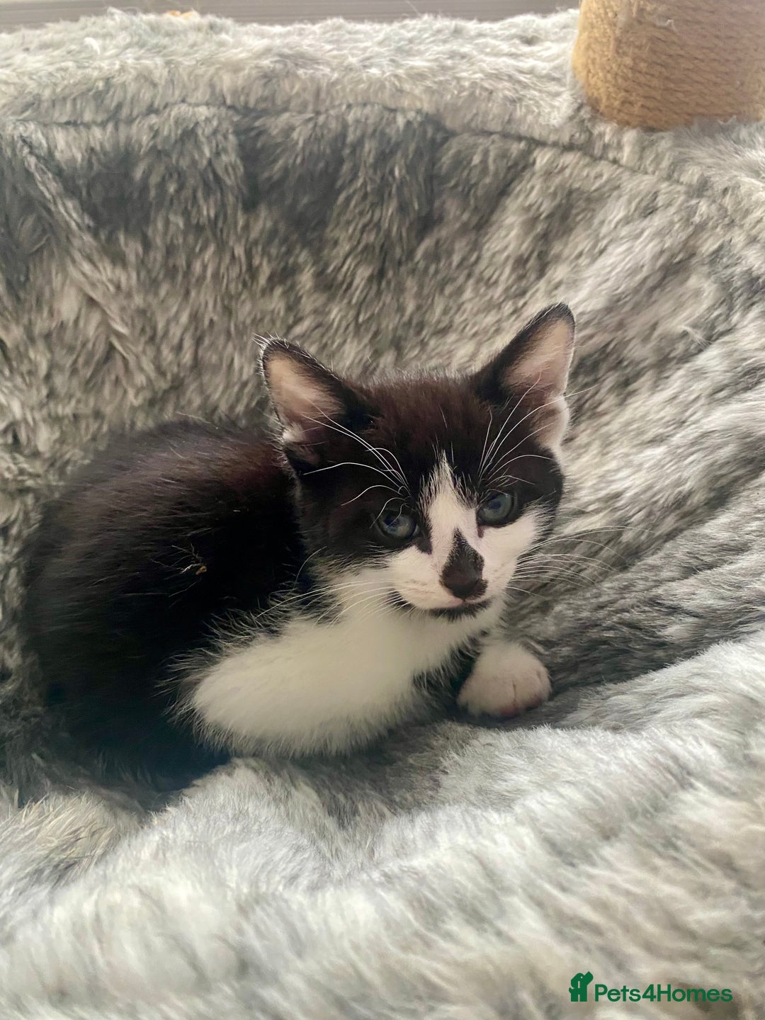 Mixed Breed cats for sale: Kittens for sale - Advert 14