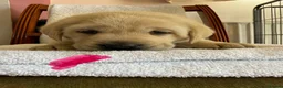 Labrador Retriever dogs for sale: Beautiful litter of Pedigree Yellow Labrador   - Advert 9