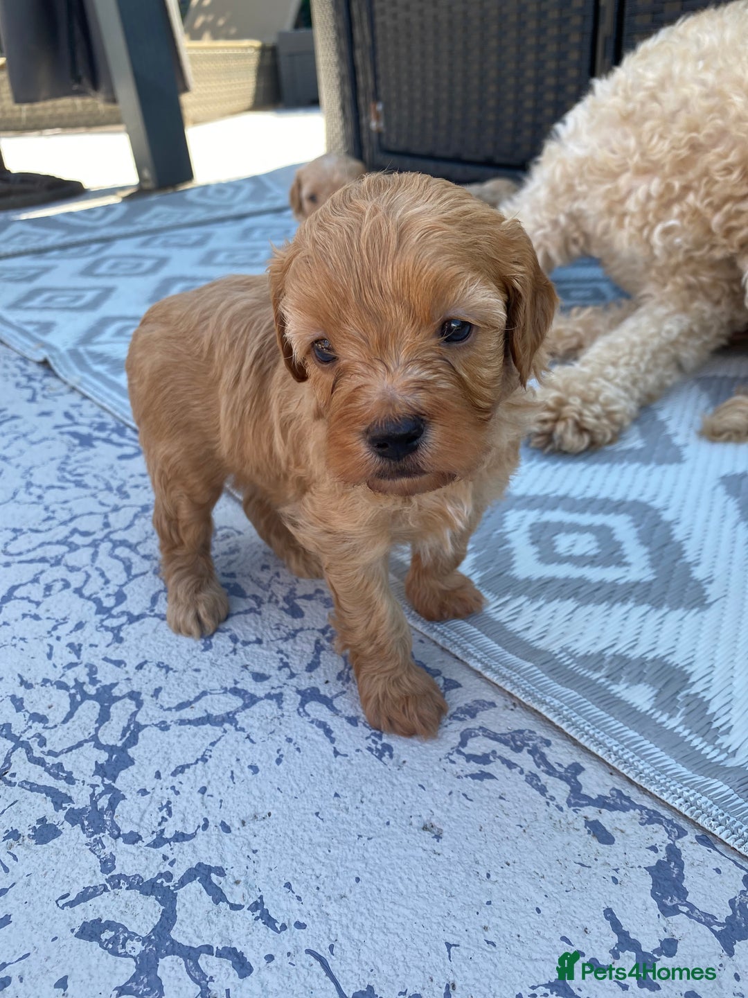 Cavapoo dogs for sale: Cavapoo Puppies - Image 4