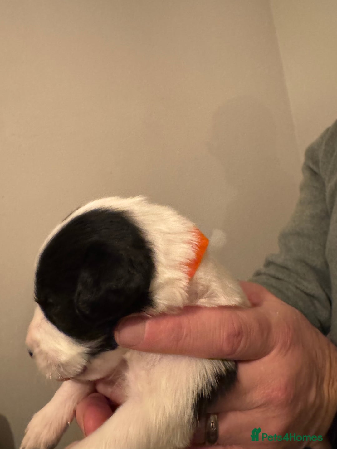 Bordoodle dogs for sale: 🐾 Beautiful Bordoodle Puppies Available 🐾 - Advert 28