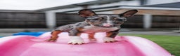 Miniature Bull terrier dogs for sale: Exotic 🎨 Miniature 🧬 Bullterrier Puppies 🐶 - Advert 5