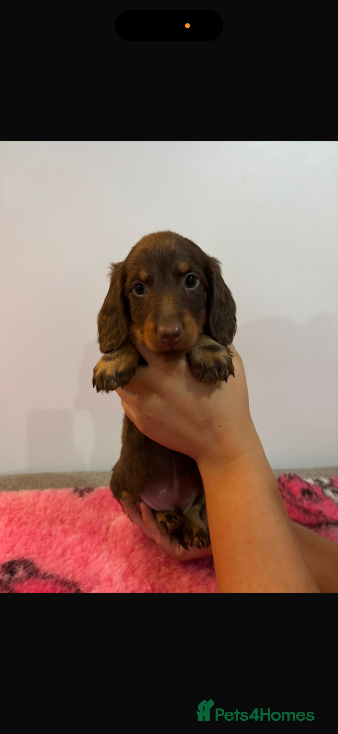 Miniature Dachshund dogs for sale: Kc registered miniature dachshunds - Advert 9