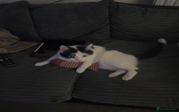 British Longhair cats for sale: Cuddly, playful male cat looking for a new home  - Image 8