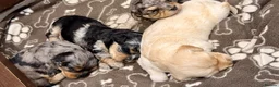 Mixed Breed dogs for sale: Toy Cavapoochon’s ❤️🐾 - Advert 14