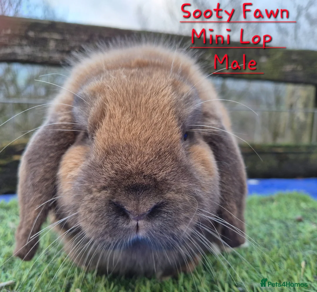 Mini Lop rabbits for sale: Various Adult Mini Lops - Advert 11