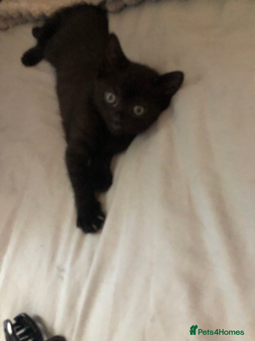 Mixed Breed cats for sale: Stunning black baby kitten x - Image 7