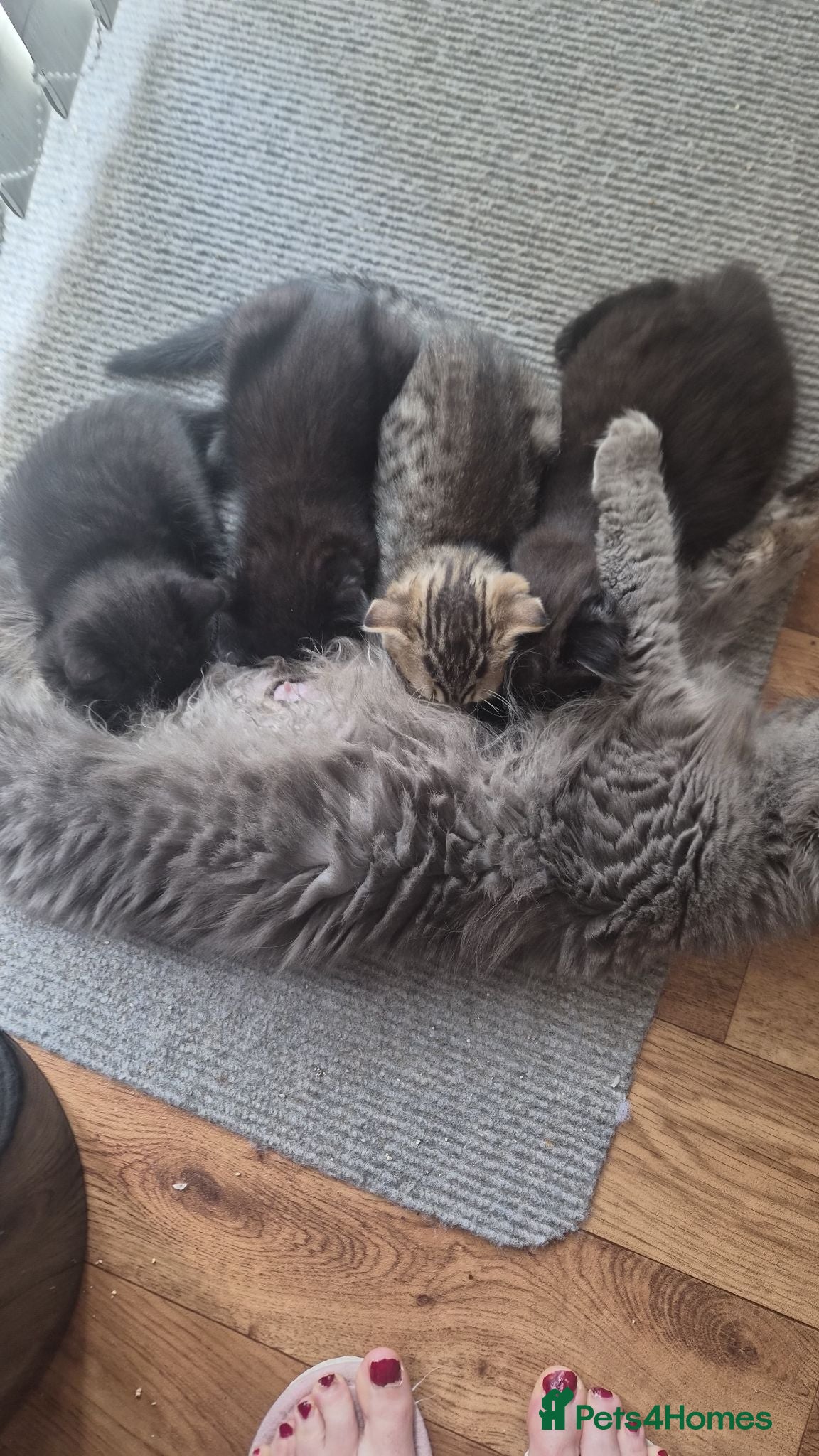Scottish Fold cats Beautiful Scottish fold kittens readyto leave - Advert 5