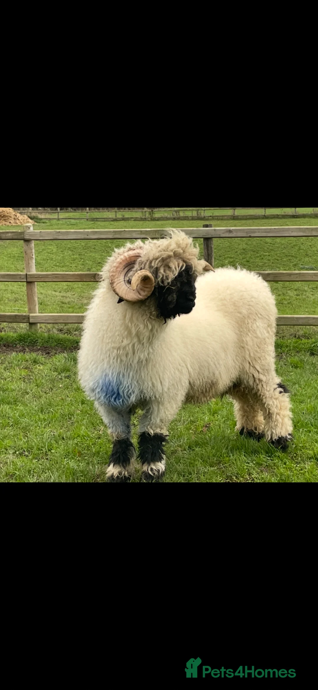 Sheep livestock for sale: Valais Blacknose Ram in Whitchurch - Advert 4