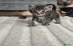 Siamese cats for sale: Beautiful Fluffy Siamese-Tabby Mix Kittens  - Image 6