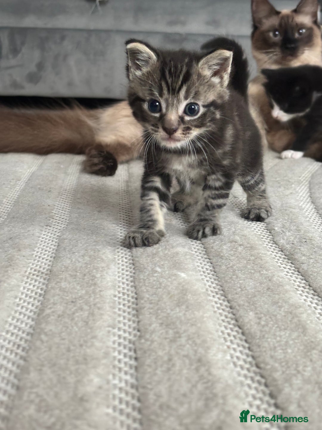 Siamese cats for sale: Beautiful Fluffy Siamese-Tabby Mix Kittens  - Image 6