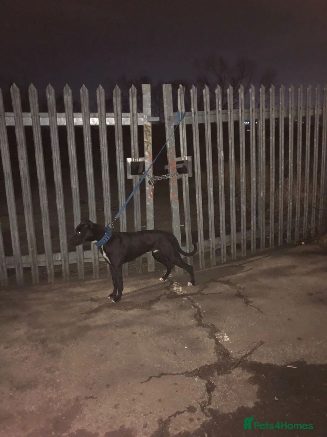 Lurcher dogs for sale: Bull x for sale  in Glasgow - Advert 3