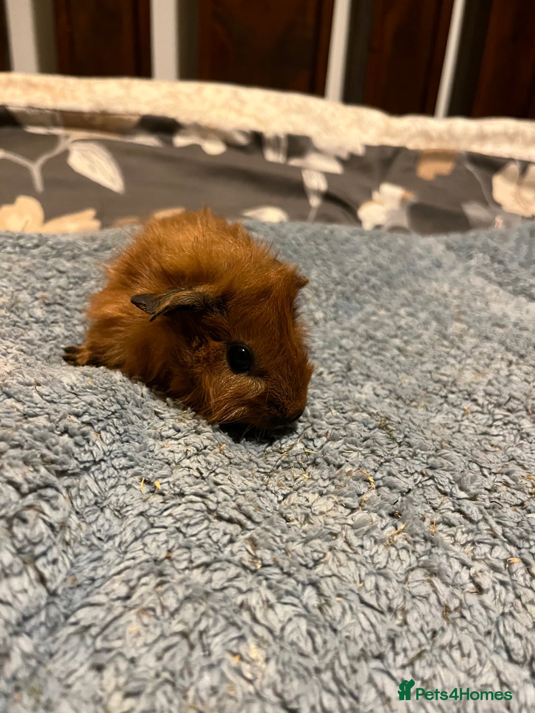 Guinea Pig rodents for sale: 3x males  - Image 2
