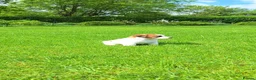 Jack Russell dogs for sale: Crazy Jacks in Bridgwater - Advert 4