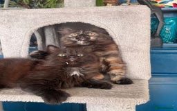 Mixed Breed cats for sale: Ragdoll and Maine Coon crossed  - Image 31