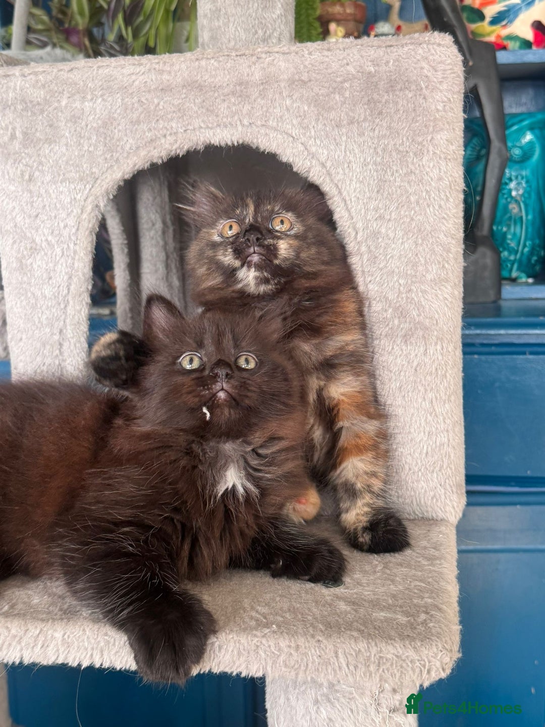 Mixed Breed cats for sale: Ragdoll and Maine Coon crossed  - Image 31