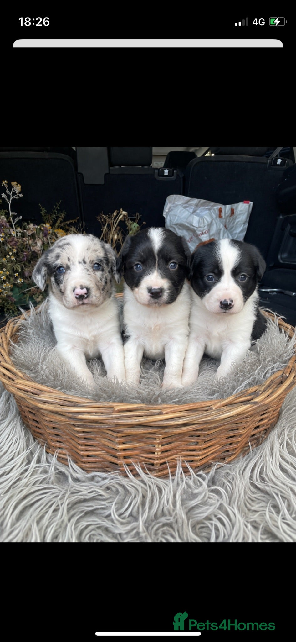 Sprollie dogs ⚡️Stunning Sprollie Puppies⚡️ - Advert 5