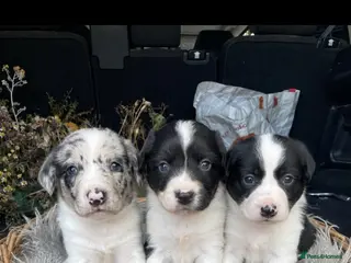 Sprollie dogs ⚡️Stunning Sprollie Puppies⚡️ - Advert 5