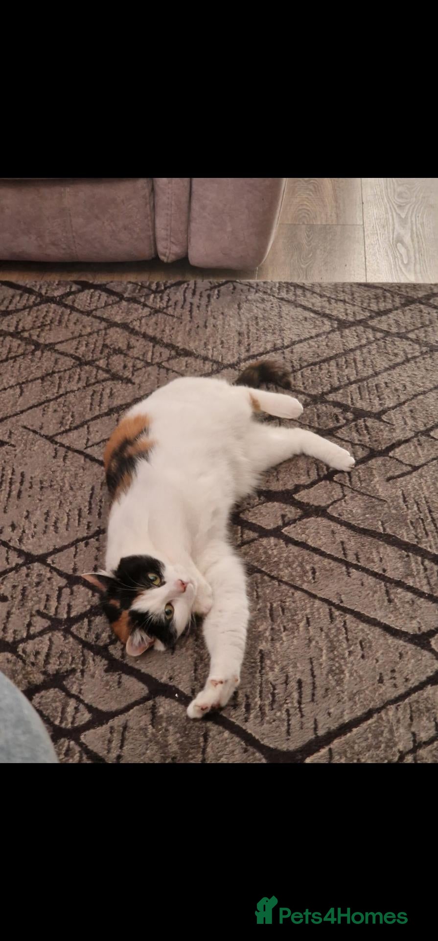 Mixed Breed cats for sale: Beautiful calico girl  - Advert 1