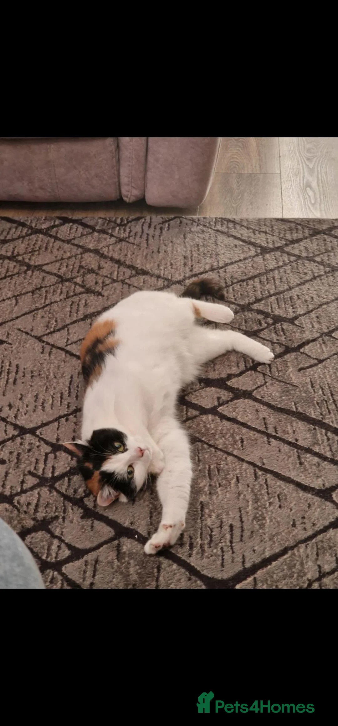 Mixed Breed cats for sale: Beautiful calico girl  - Advert 2