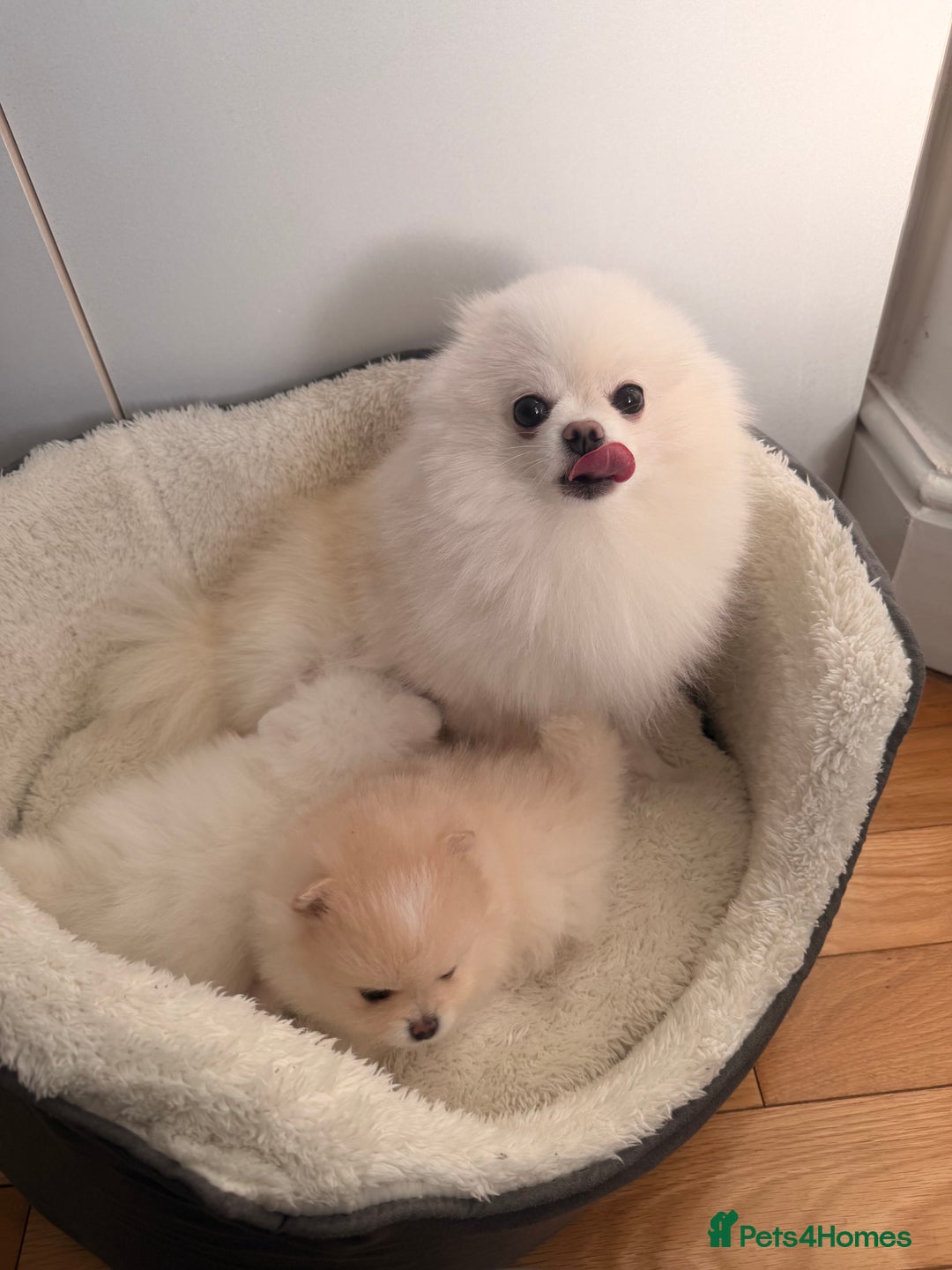 Pomeranian dogs for sale: Stunning Pomeranian Females KC reg. Russian lines - Advert 2