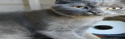 British Shorthair cats for sale: British Shorthair Kittens Ready To Go - Advert 10