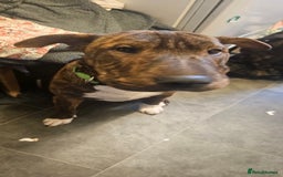 Mixed Breed dogs for sale: Bruno - Image 6
