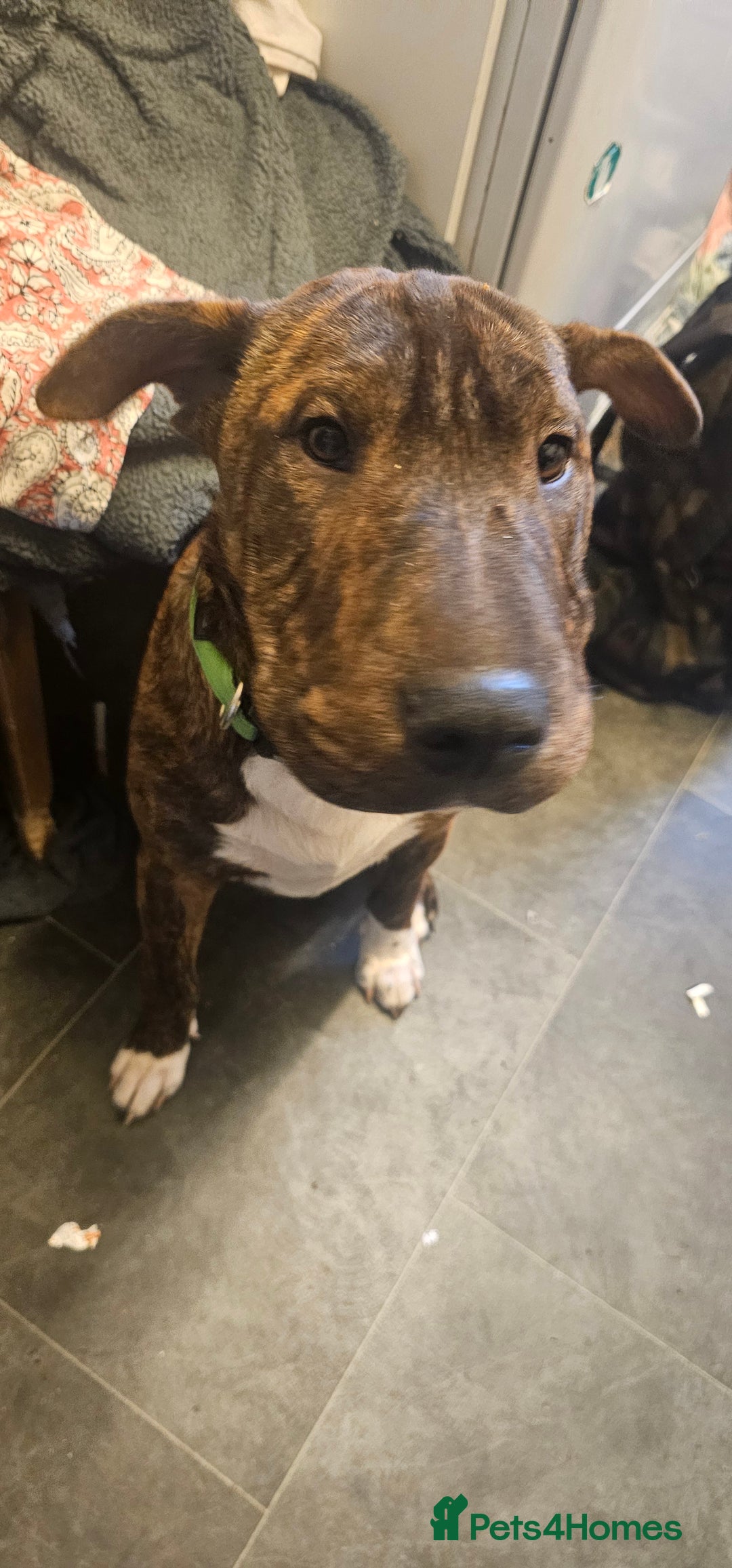 Mixed Breed dogs for sale: Bruno - Image 6