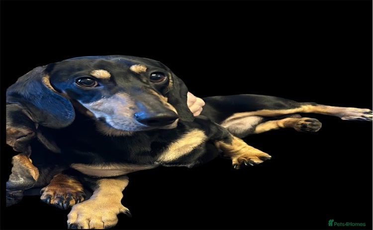 Miniature Dachshund dogs - Advert 1