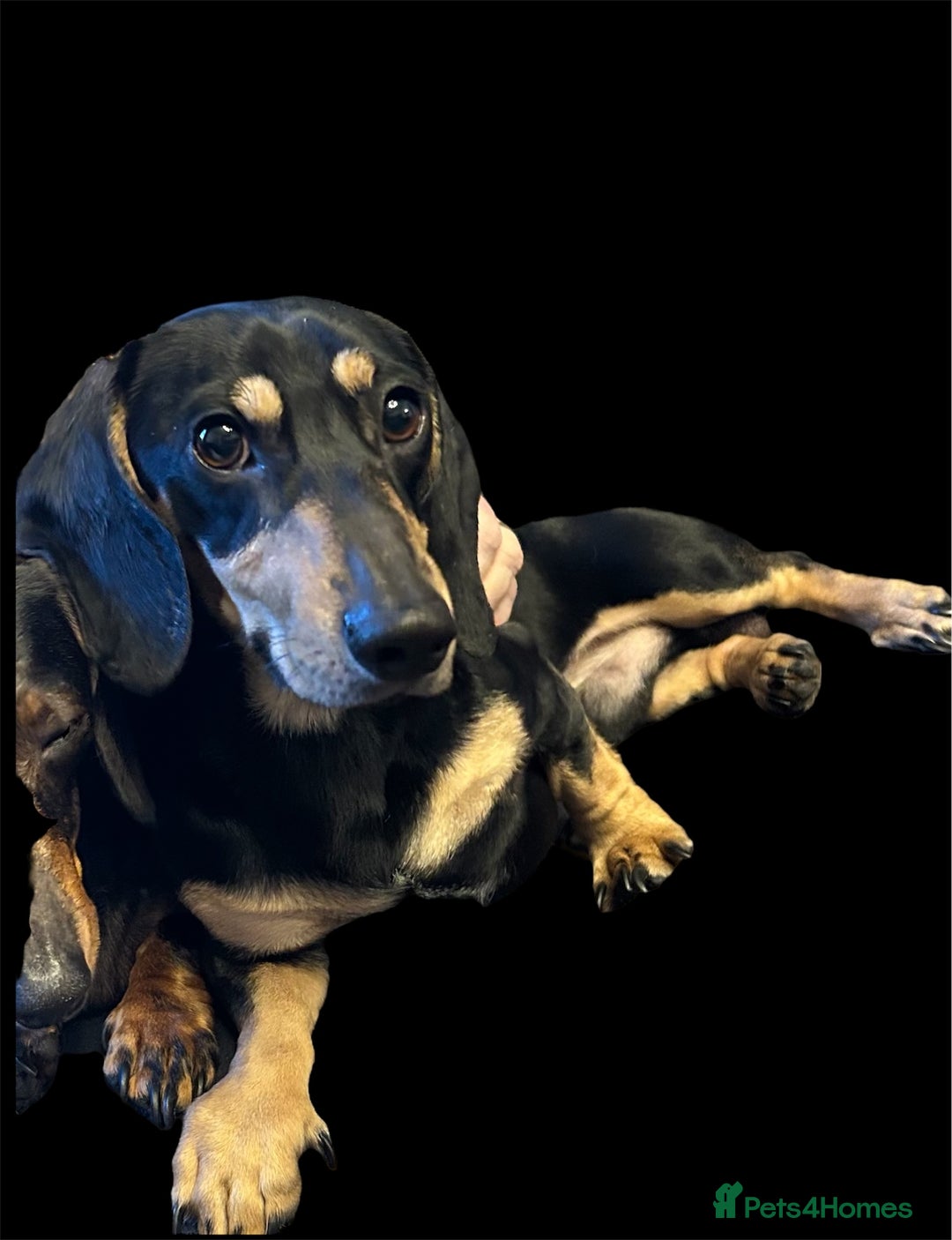 Miniature Dachshund dogs for stud: Black and cream proven gorgeous boy for stud only  - Image 1