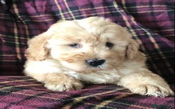 Newfypoo dogs for sale: AMAZING NEWFYPOO TEDDYBEARS  - Image 4