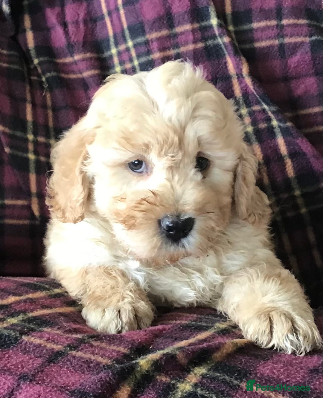 Newfypoo dogs for sale: AMAZING NEWFYPOO TEDDYBEARS  - Image 4