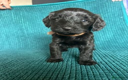 Bordoodle dogs for sale: Borderdoodle  Free five weeks insurance  - Image 5