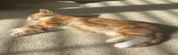 Domestic Shorthair cats for sale: Kitten for sale - Advert 3