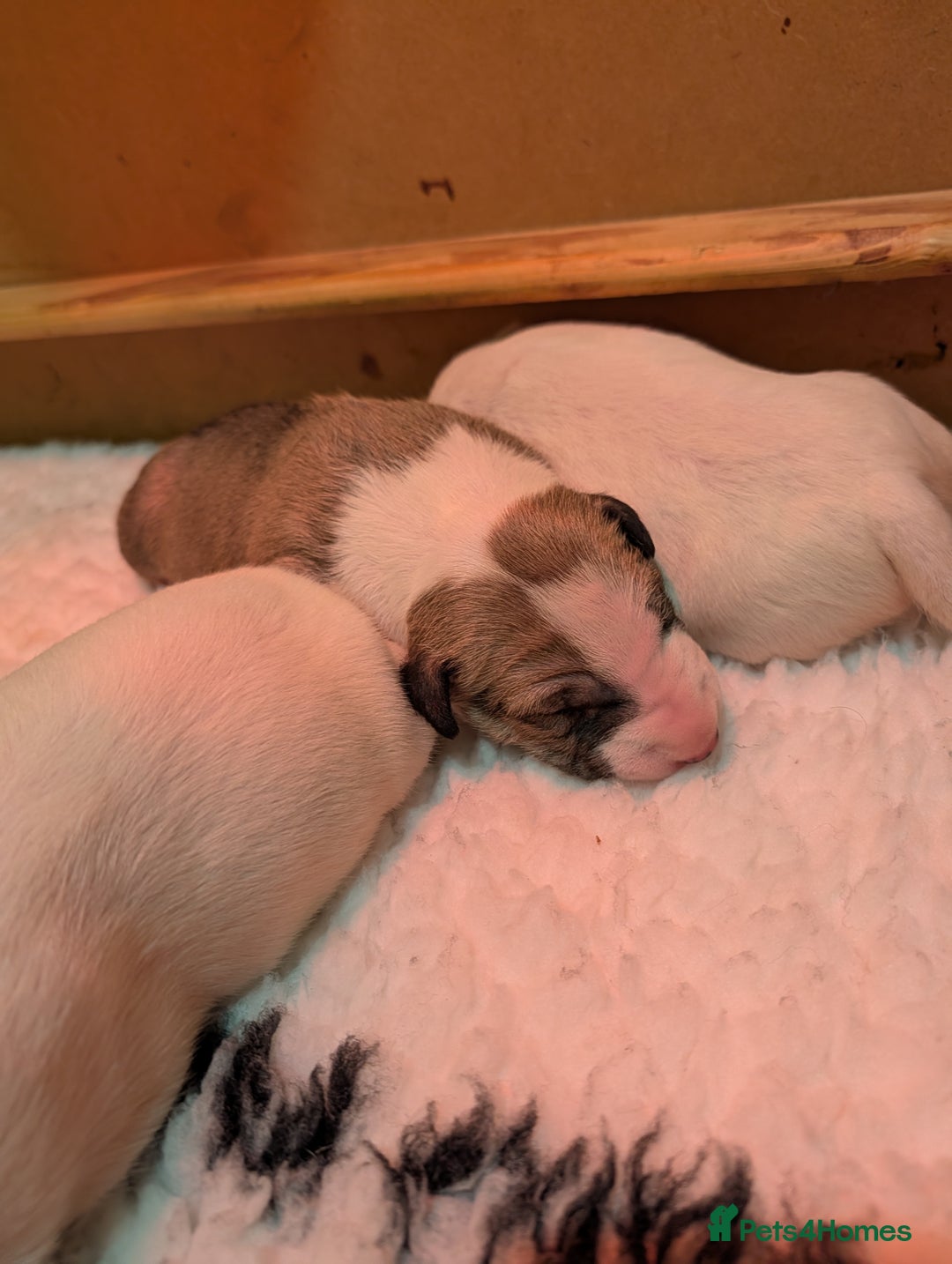 English Bull Terrier dogs for sale: English bull terrier pups - Advert 10