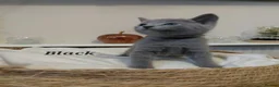Russian Blue cats for sale: 🐾 All Kittens Reserved 🐾 - Advert 34