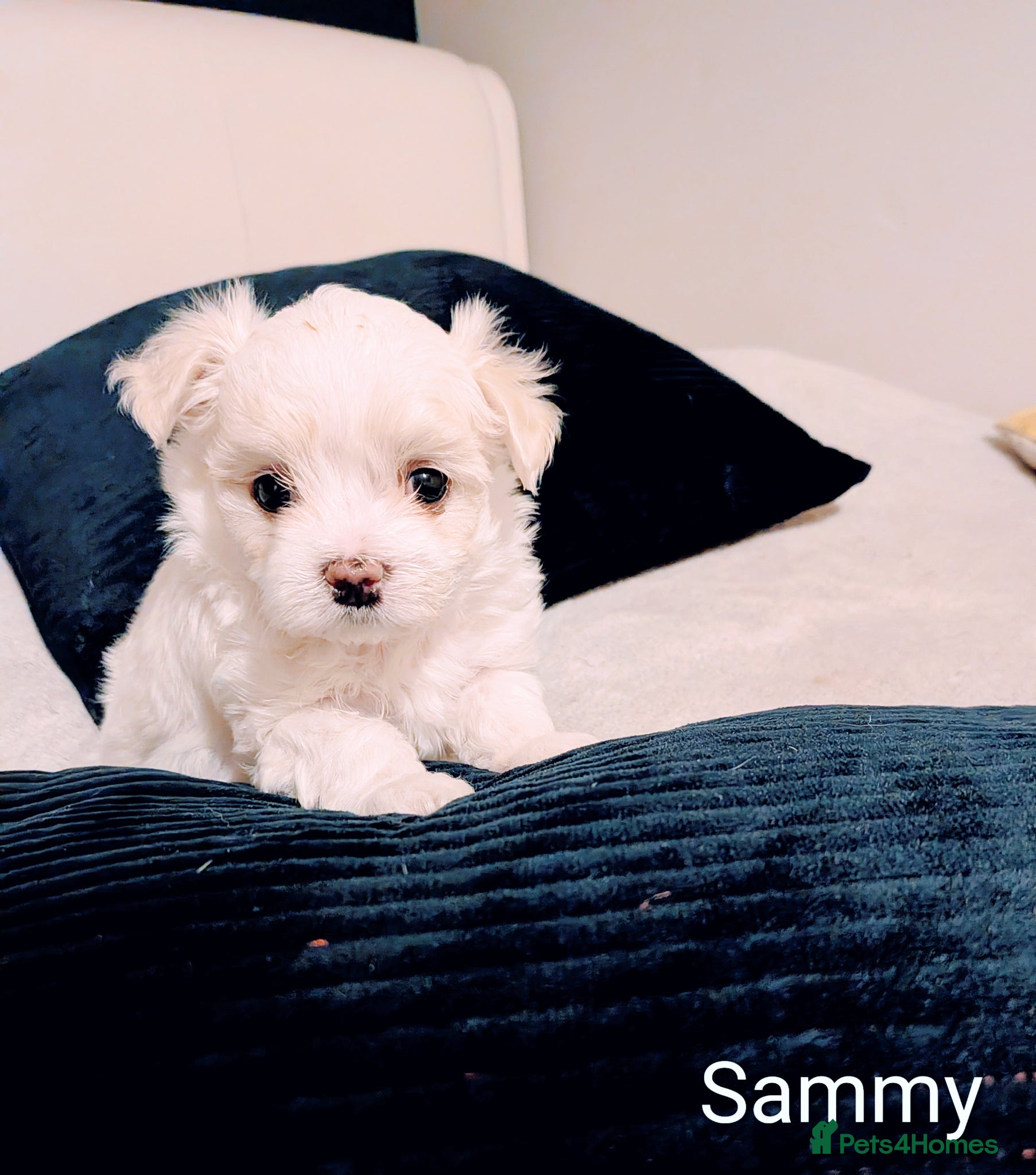 Maltese dogs Beautiful Tiny Maltese puppies  - Advert 1