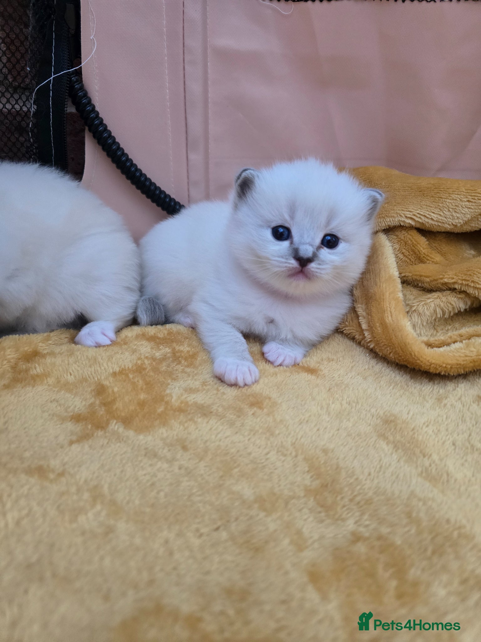 Ragdoll cats Stunning European bloodline kittens  - Advert 2