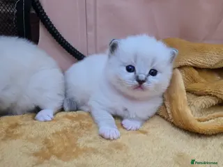 Ragdoll cats Stunning European bloodline kittens - Advert 2