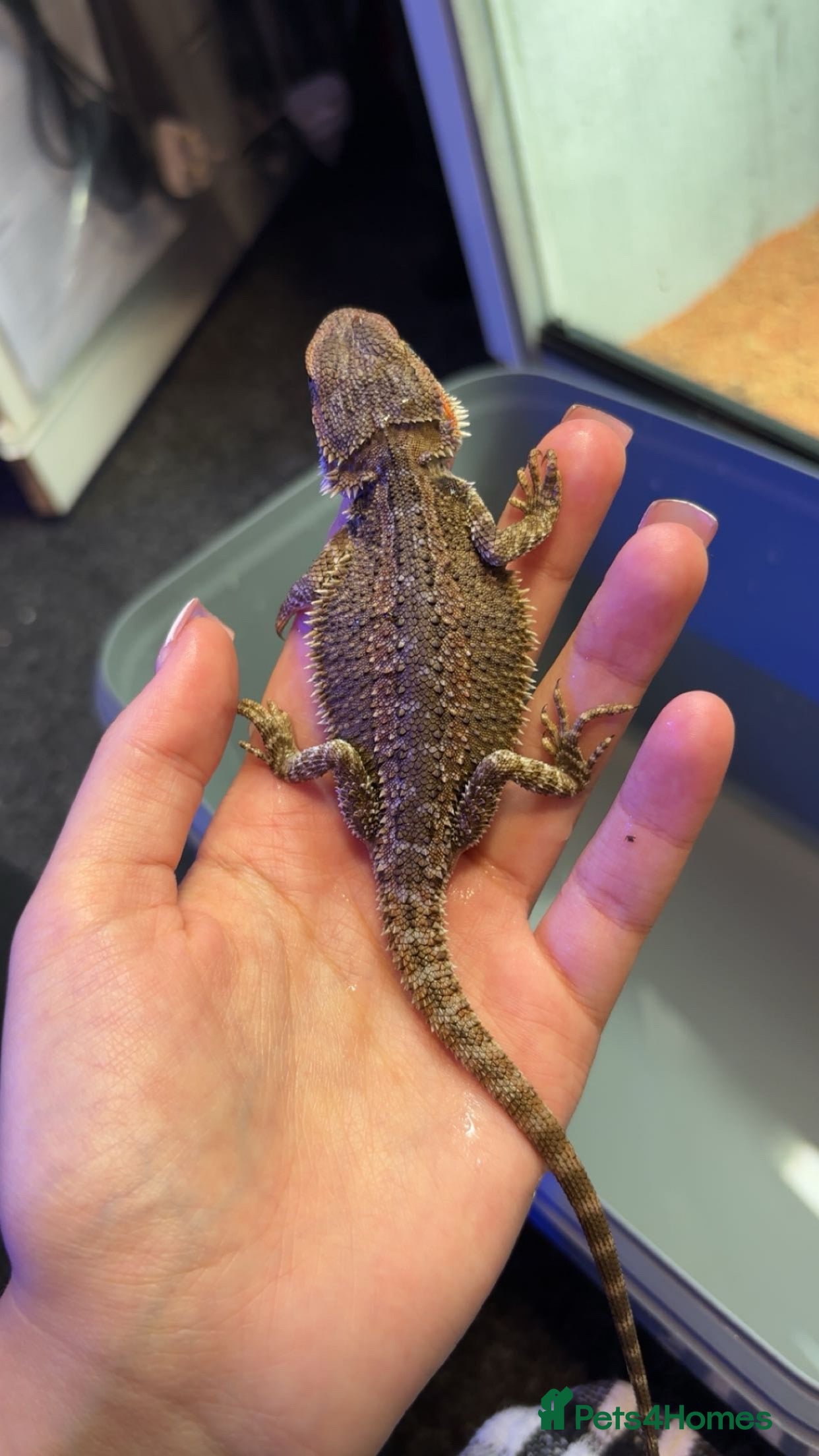 Bearded Dragon reptiles mixed morph bearded dragon  - Advert 2